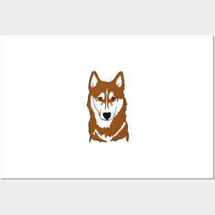 Red and white husky with wall eyes Posters and Art